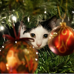 Cover Image of Download Advent Calendar Christmas Cats 1.1 APK