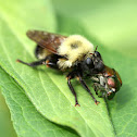 Bee-like Robberfly