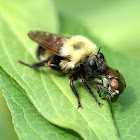 Bee-like Robberfly