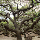 Cashew Tree