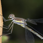 Great Spreadwing