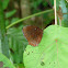 Common Palmfly