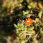 Ladybird/Lieveheersbeestje