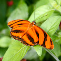 Orange Tiger Butterfly
