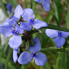 Virginia Spiderwort