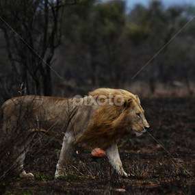 lion by Marissa van Heerden - Animals Lions, Tigers & Big Cats