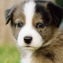 HD Animal Wallpapers logo