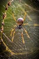 Golden Orb Weaver Spider by Ralph Brown -  