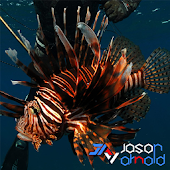 Report Florida Lionfish