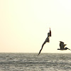 pelícano pardo del Caribe - brown Caribbean Pelican