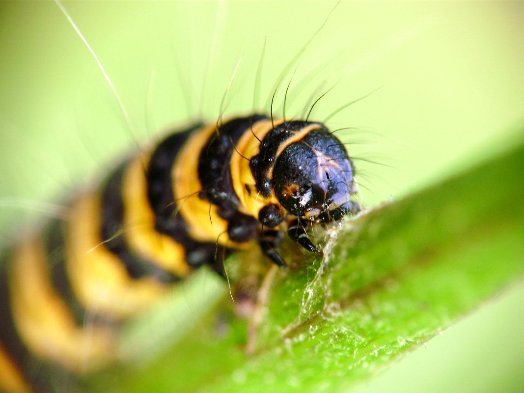 Cinnabar moth (caterpillar), Proporzyca marzymłódka (gąsienica)