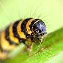 Cinnabar moth (caterpillar), Proporzyca marzymłódka (gąsienica)