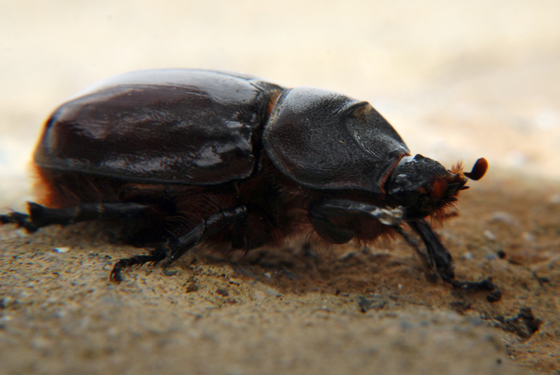 European rhinoceros beetle (female)