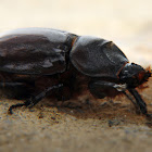 European rhinoceros beetle (female)