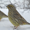 Yellowhammer