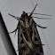 Dingy Cutworm Moth