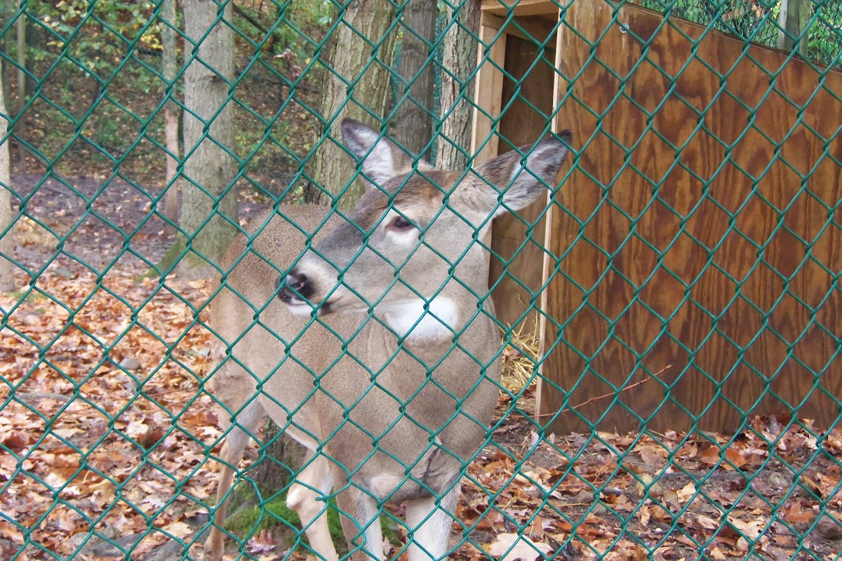 White-tailed deer