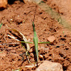 Common Stick Grasshopper
