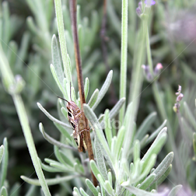 by Ina-Mart Botha - Novices Only Flowers & Plants