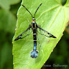 Clearwing Moth (Sesiidae)