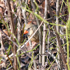 Northern cardinal