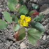 Creeping Oregon-grape