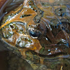 South American Horned Frog (Male)