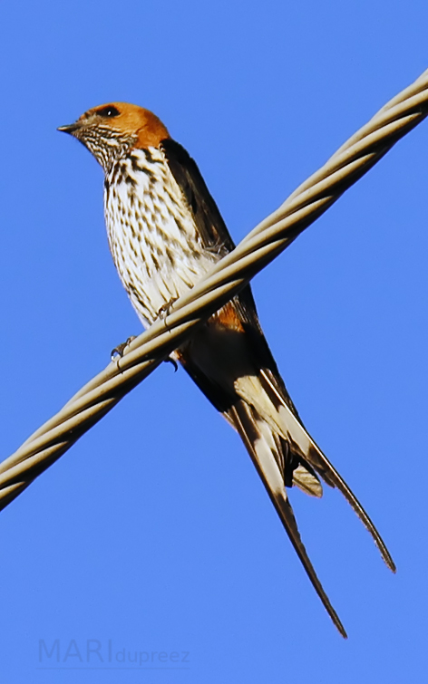Lesser Striped Swallow