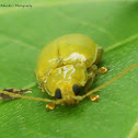 Yellow orchid beetle