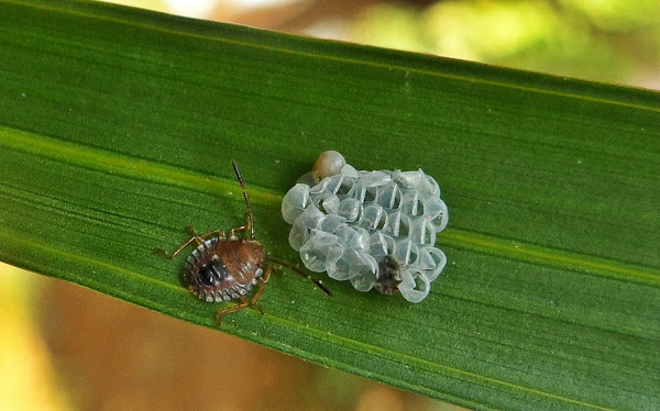 Brown Marmorated Stink Bug (Babies) Project Noah