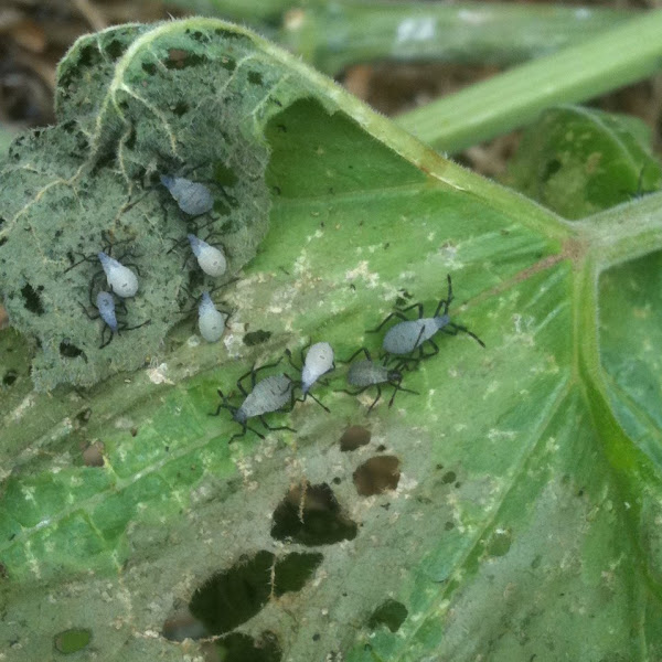 Squash bugs Project Noah