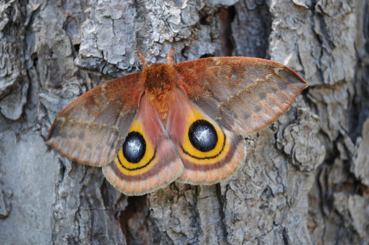 Io moth (female)
