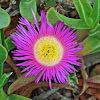 Ice plant/Hottentot fig 