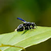 Wasp (Ropalidia )?