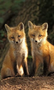 How to install Fox HD LWP Lite 1.0 mod apk for bluestacks