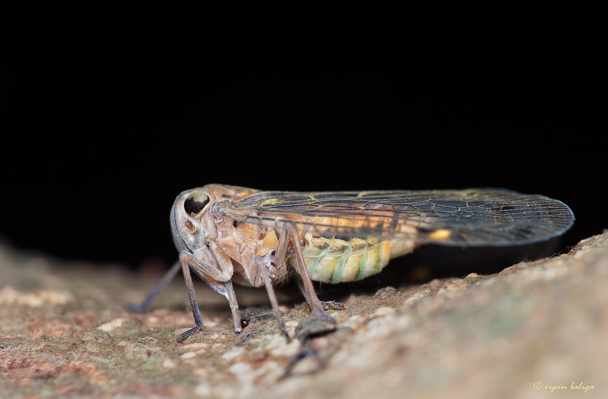 Planthopper - Lateral view