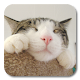 Cute Cat Live Wallpaper APK