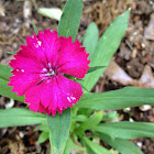 Dianthus