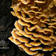 Fungi of South Africa