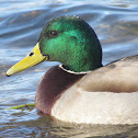 Mallard (Male)