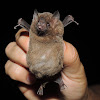 Pallas's Long-Tongued Bat