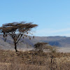 Weavers' nests