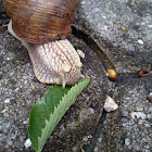 Roman snail