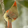 Northern Cardinal - female