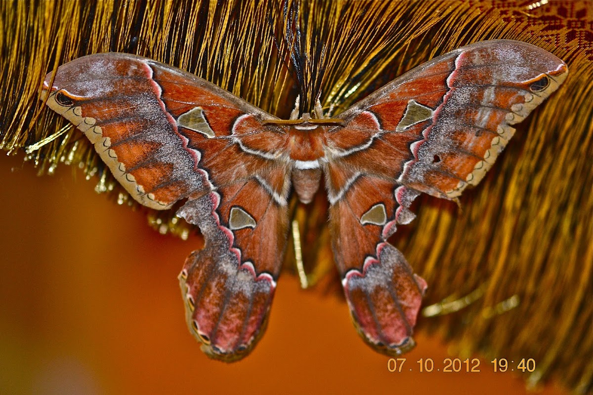 Rothschildia Triloba Moth