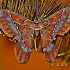 Rothschildia Triloba Moth