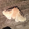Black-waved Flannel Moth, female