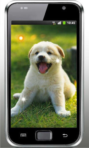 Pet Puppy photo live wallpaper