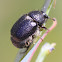 Black scarab