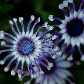 Painted African Daisy by Lynn Wiezycki - Flowers Flowers 2011-2013